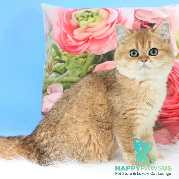 Richie British Shorthair male black golden shaded - live animals