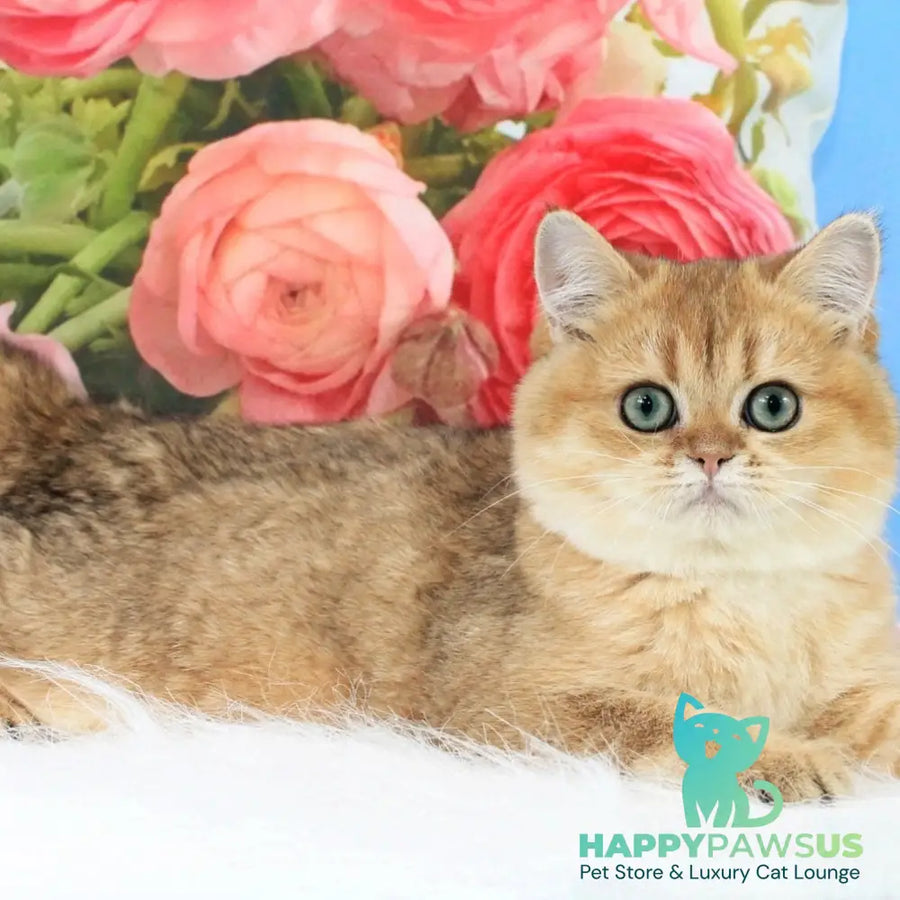 Richie British Shorthair male black golden shaded - live animals