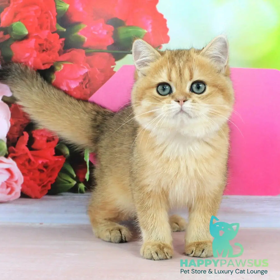 Richie British Shorthair male black golden shaded - live animals