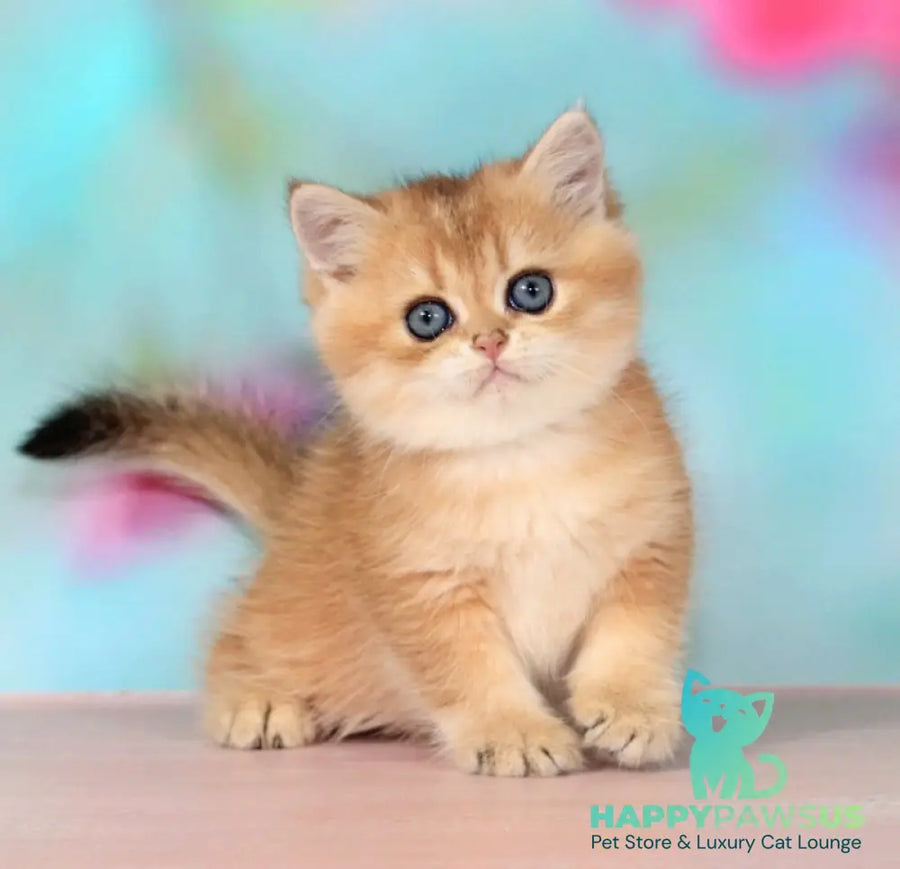 Richie British Longhair male black golden shaded - live animals