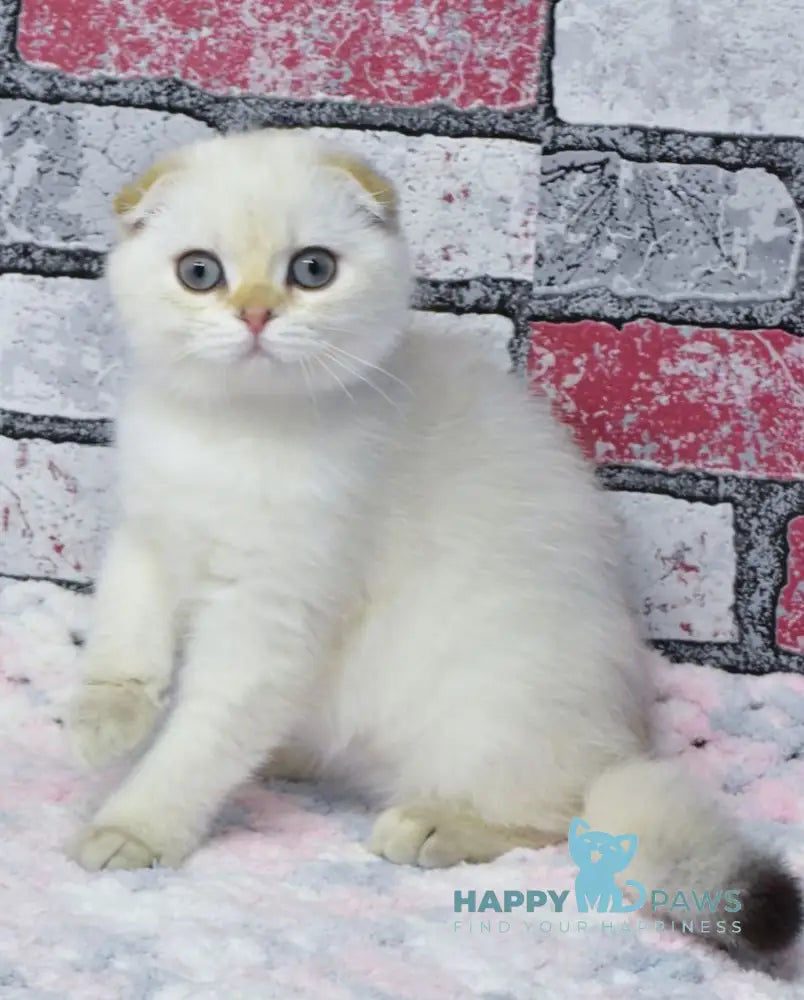 Richie Scottish Fold Male Black Golden Shaded Pointed Live Animals