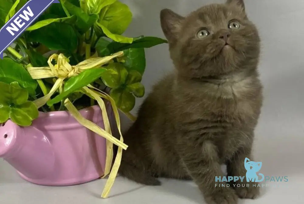 Richman British Shorthair male chocolate live animals