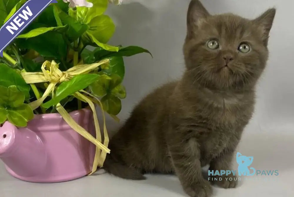 Richman British Shorthair male chocolate live animals