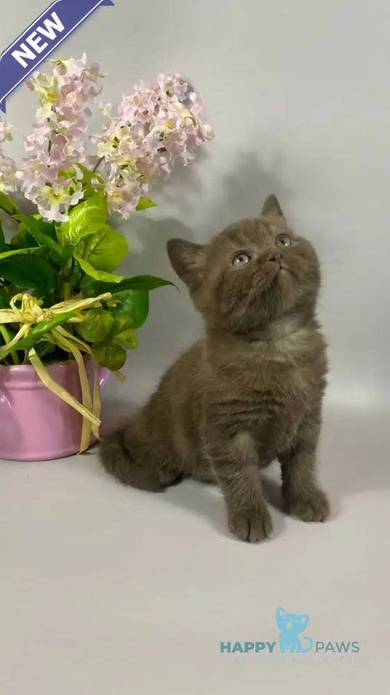 Richman British Shorthair male chocolate live animals