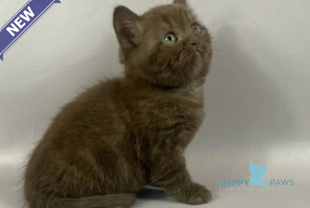 Richman British Shorthair male chocolate live animals