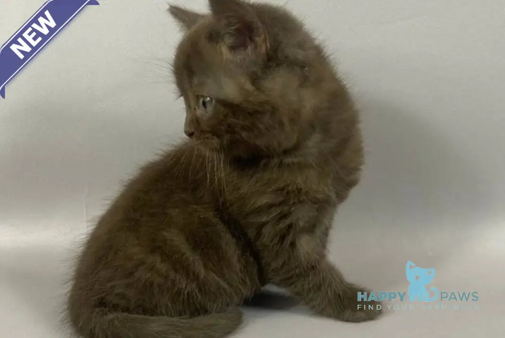 Richman British Shorthair male chocolate live animals