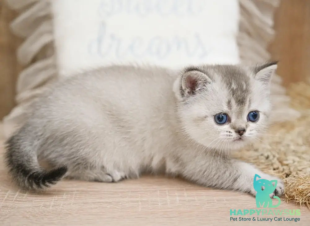 Richy Scottish Straight male black shaded pointed - live animals
