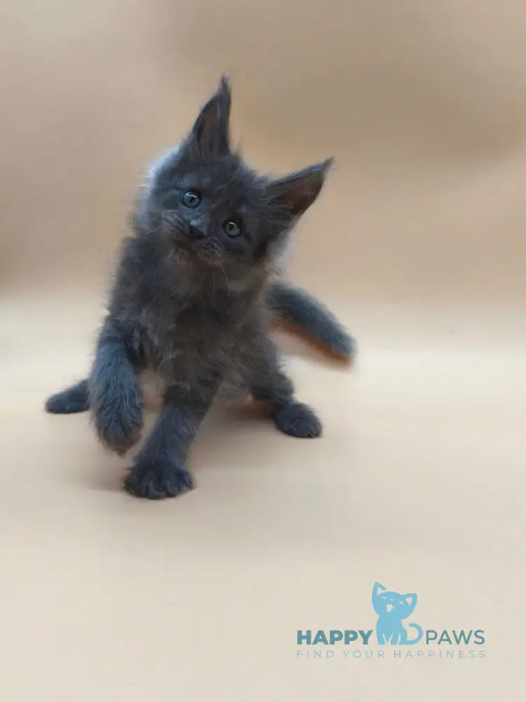 Ricki Maine Coon male blue silver live animals