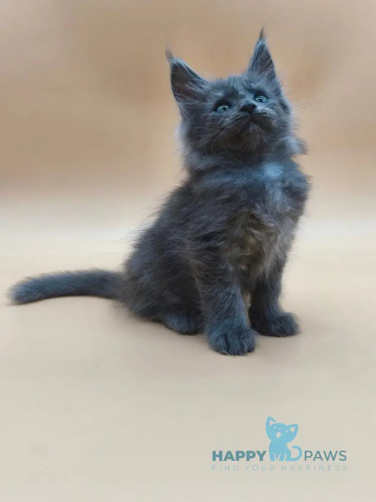 Ricki Maine Coon male blue silver live animals