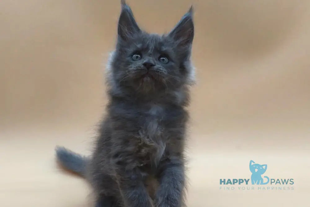 Ricki Maine Coon male blue silver live animals