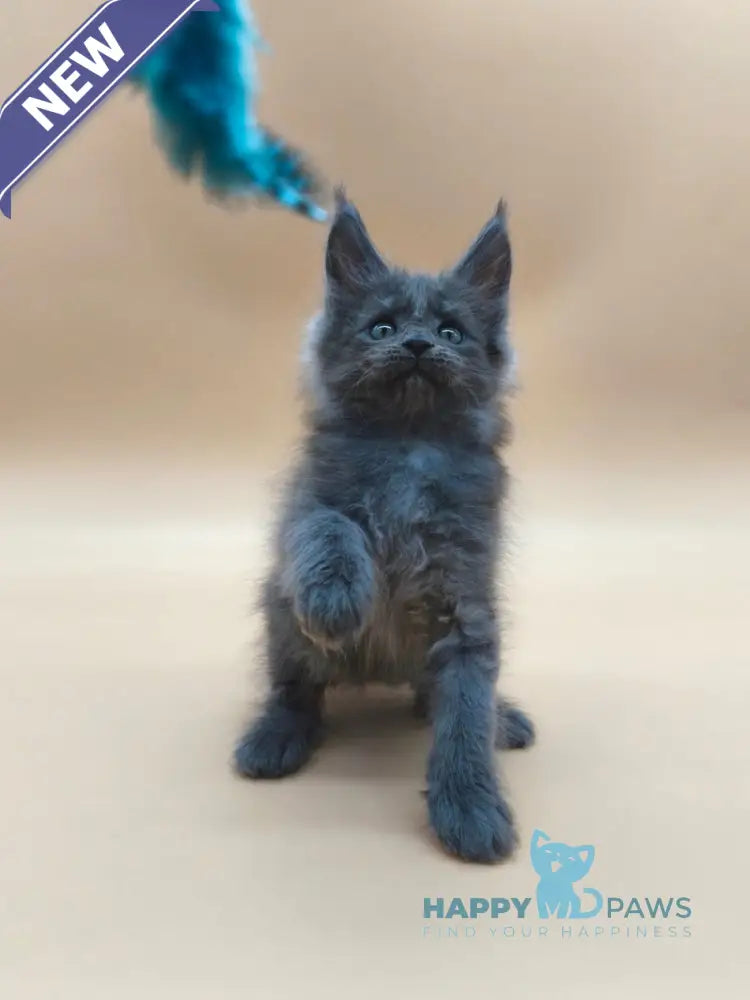 Ricki Maine Coon male blue silver live animals