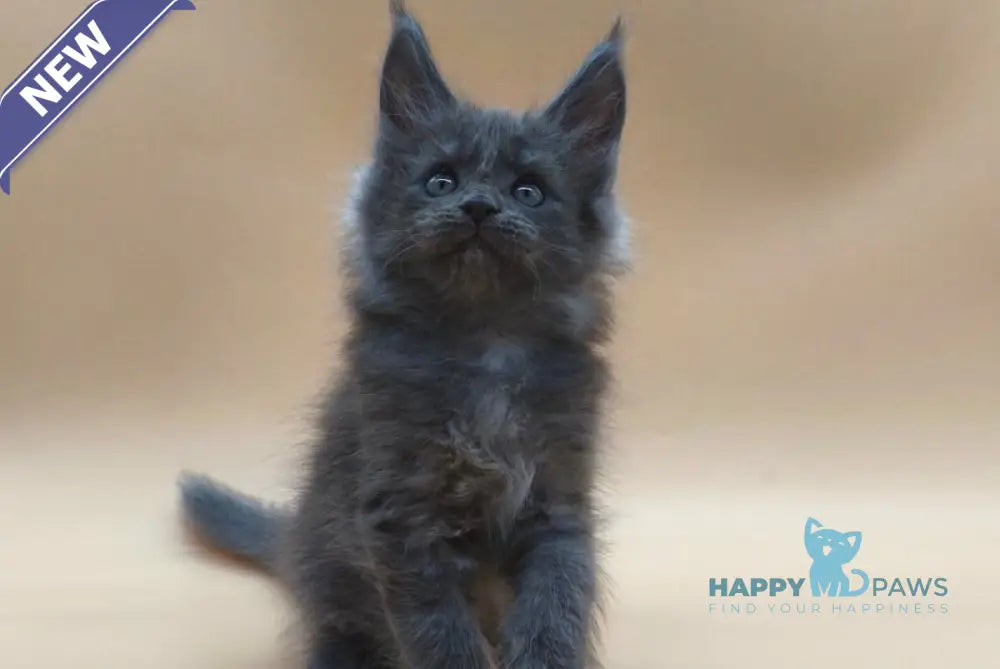 Ricki Maine Coon male blue silver live animals