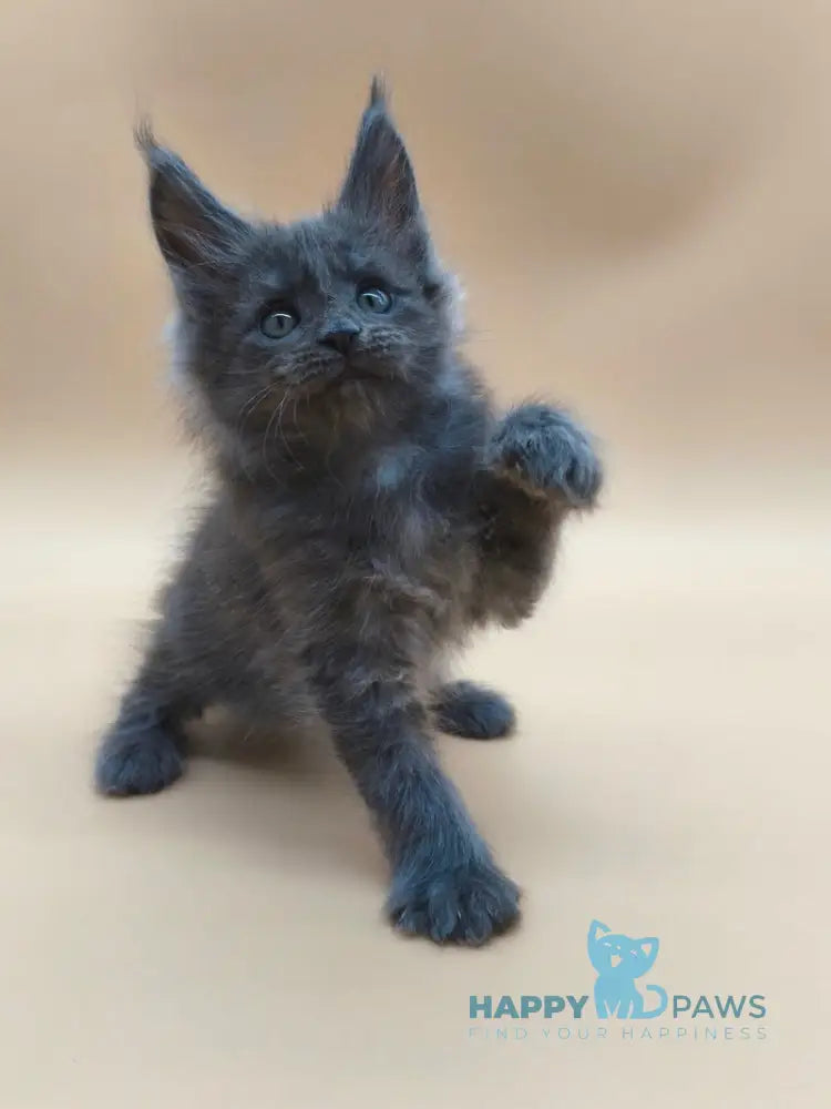 Ricki Maine Coon male blue silver live animals