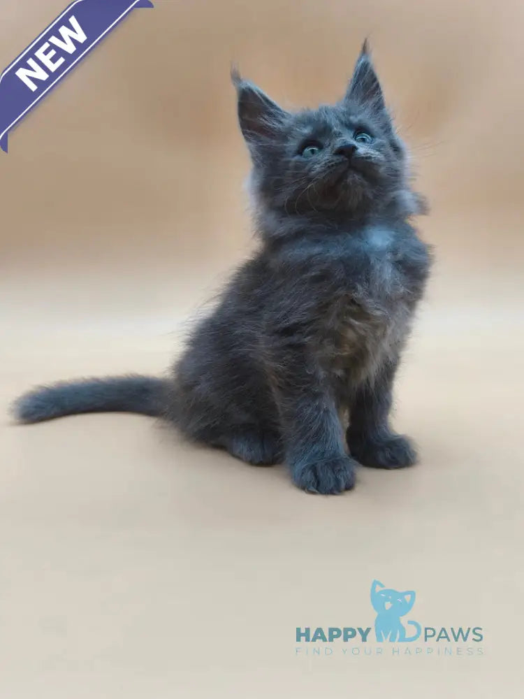 Ricki Maine Coon male blue silver live animals
