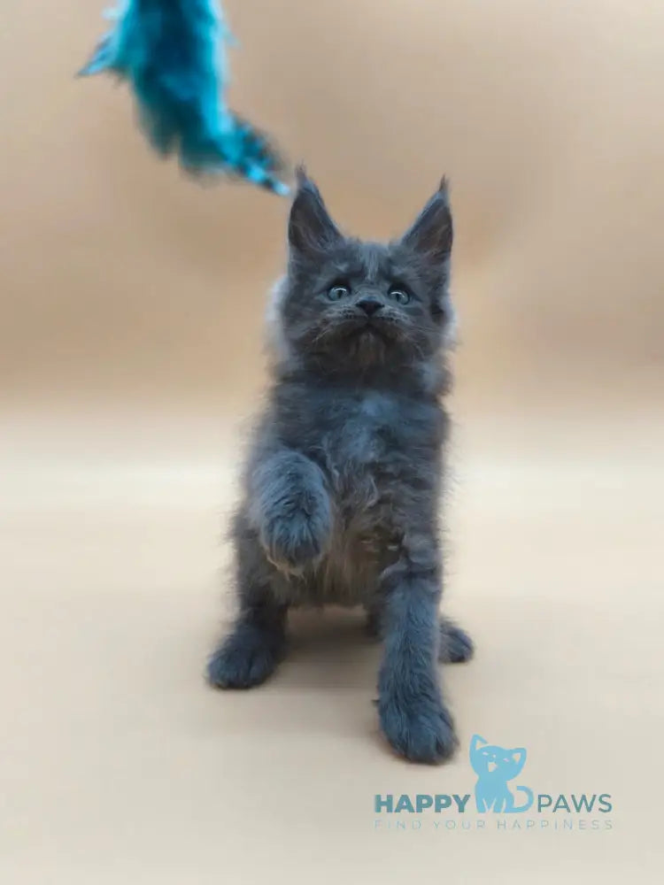 Ricki Maine Coon male blue silver live animals