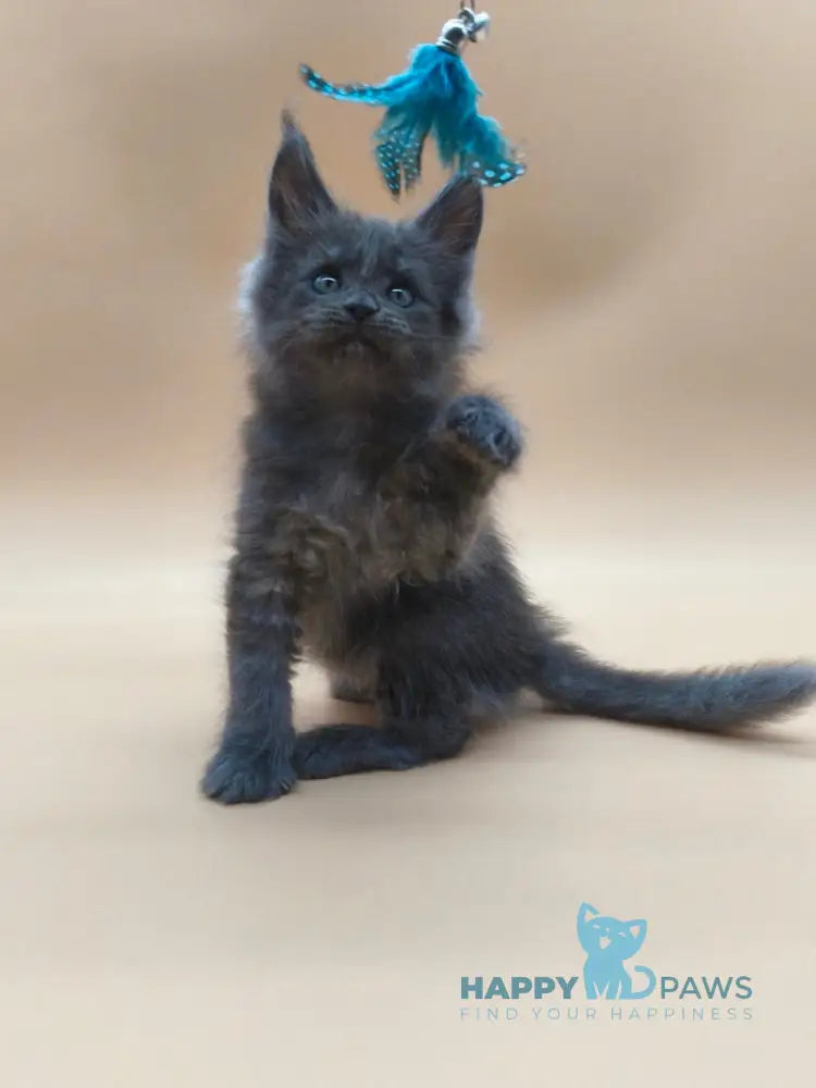 Ricki Maine Coon male blue silver live animals