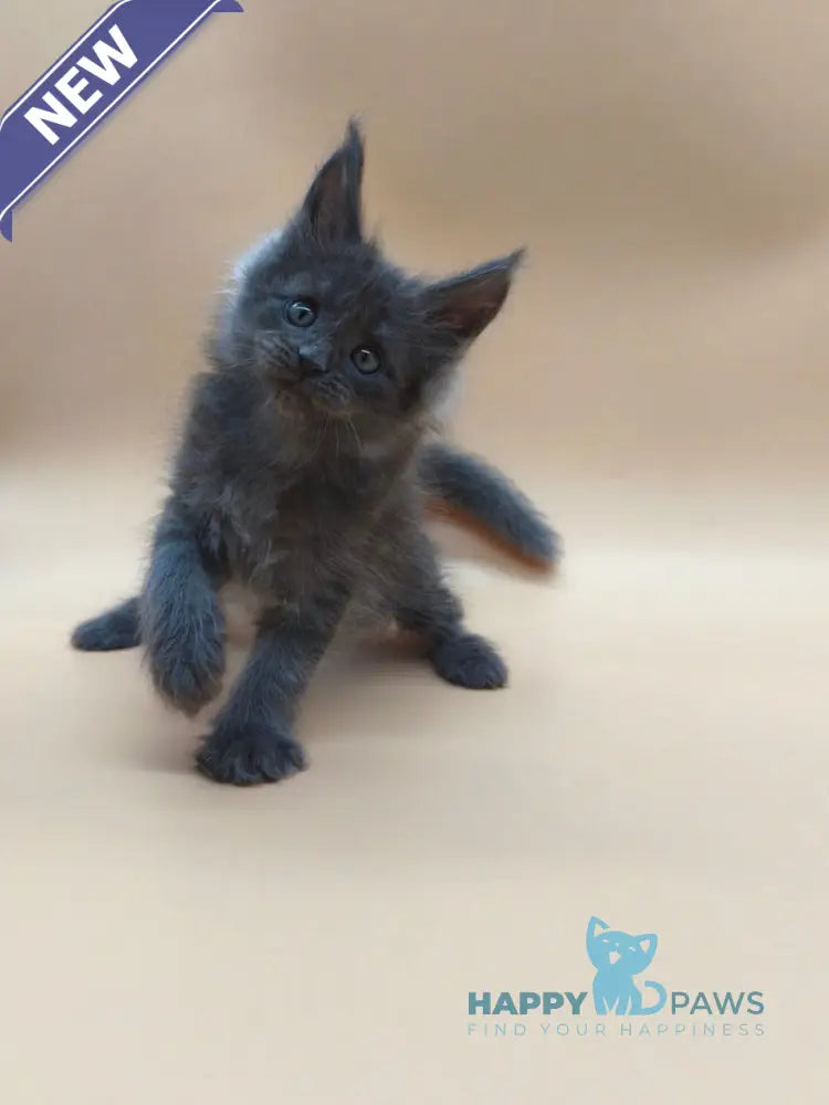 Ricki Maine Coon male blue silver live animals