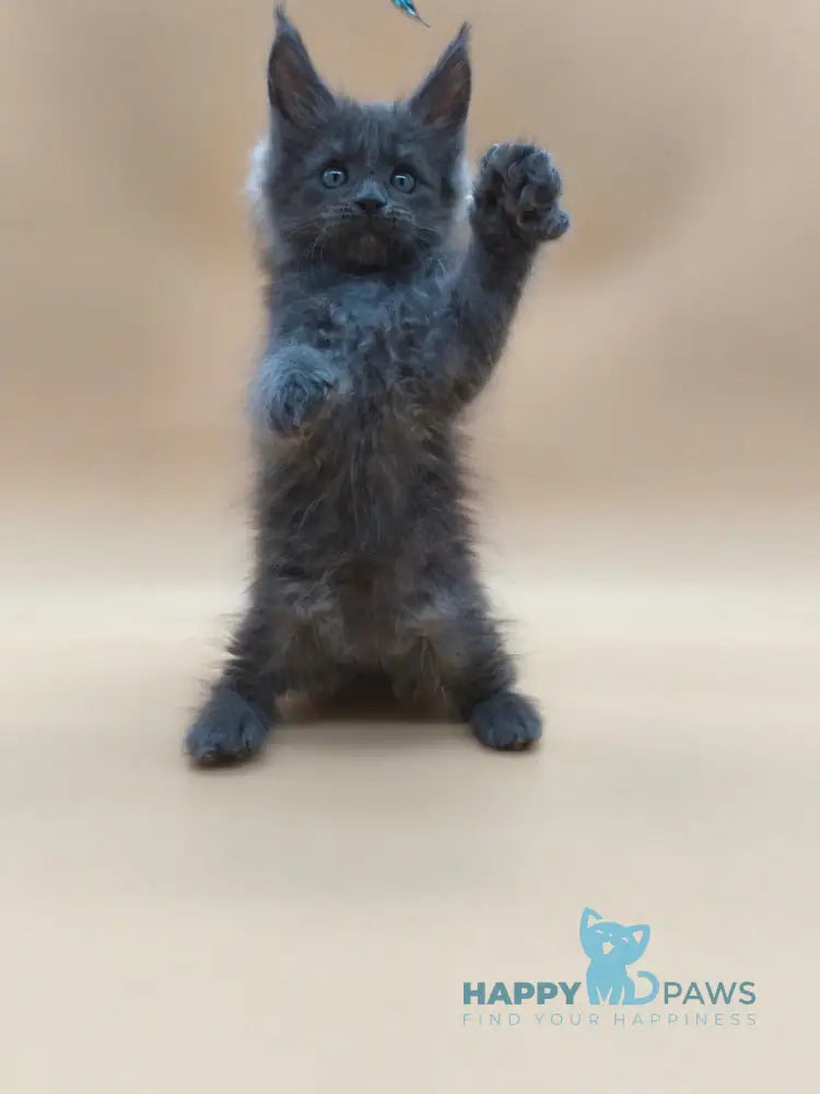 Ricki Maine Coon male blue silver live animals