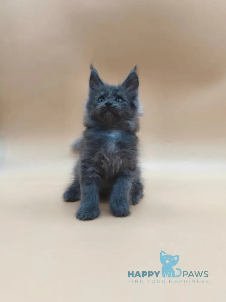 Ricki Maine Coon male blue silver live animals