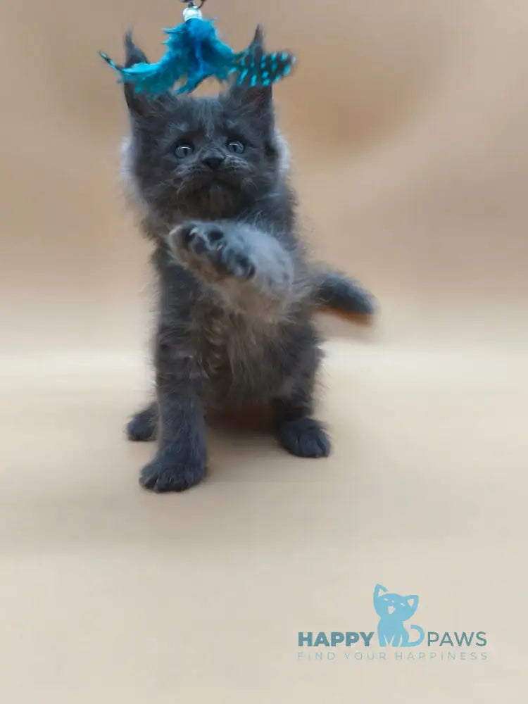 Ricki Maine Coon male blue silver live animals