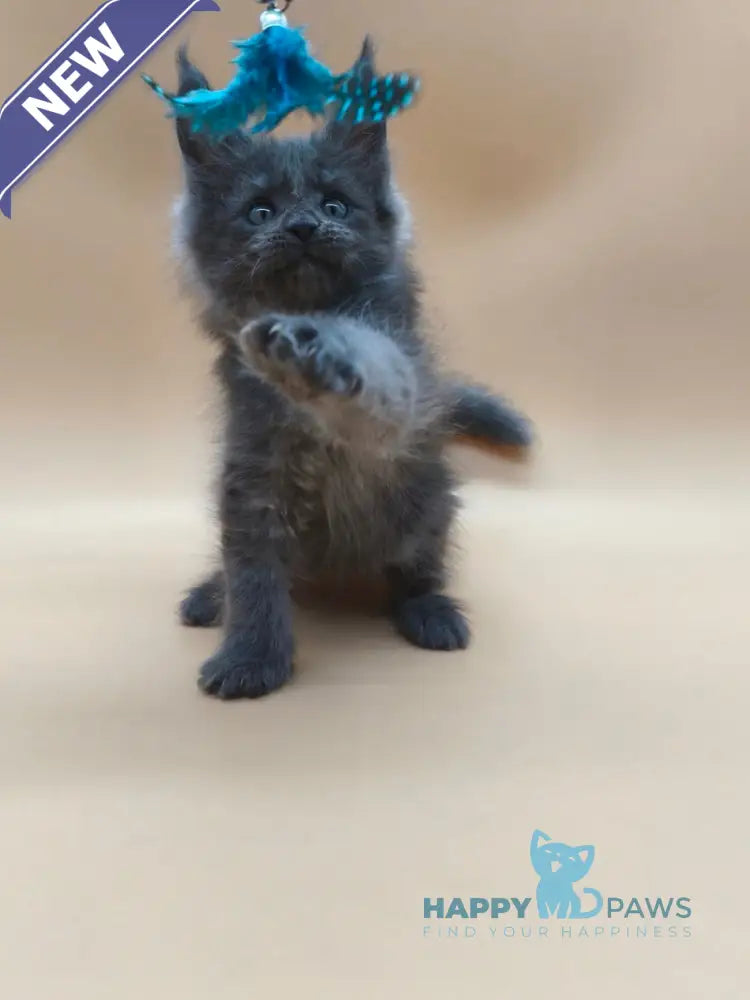 Ricki Maine Coon male blue silver live animals