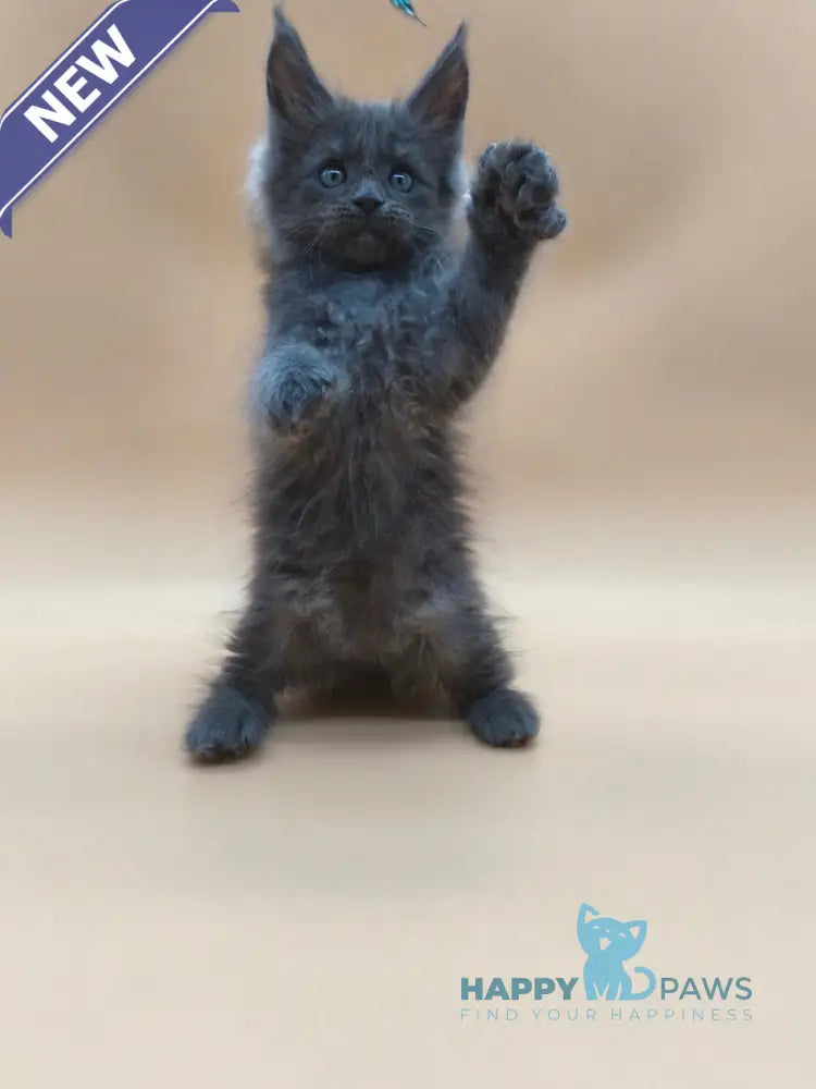 Ricki Maine Coon male blue silver live animals
