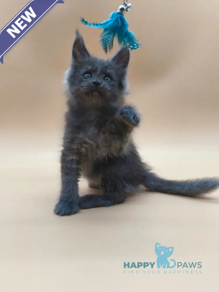 Ricki Maine Coon male blue silver live animals