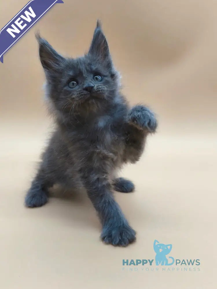 Ricki Maine Coon male blue silver live animals