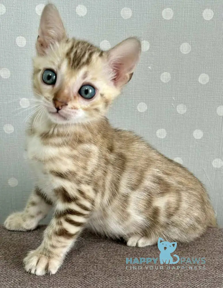 Ricky Bengal male black spotted tabby live animals