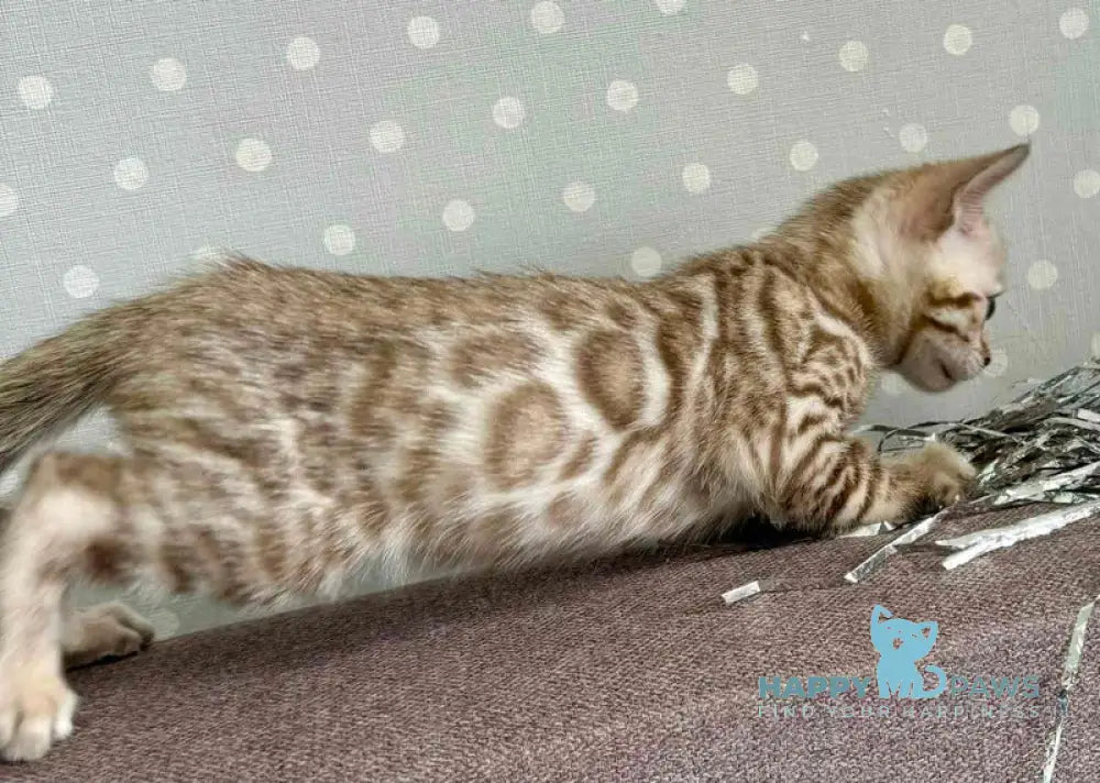 Ricky Bengal male black spotted tabby live animals