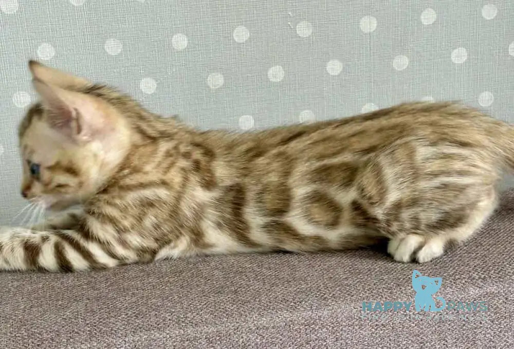 Ricky Bengal male black spotted tabby live animals