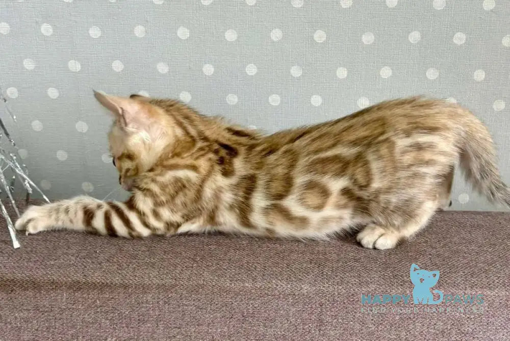 Ricky Bengal male black spotted tabby live animals
