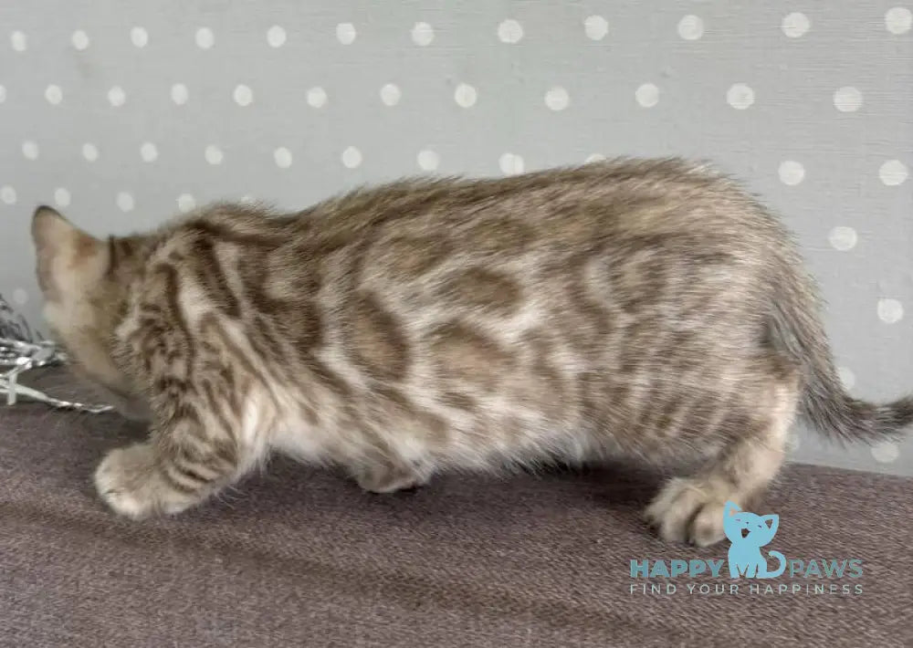 Ricky Bengal male black spotted tabby live animals