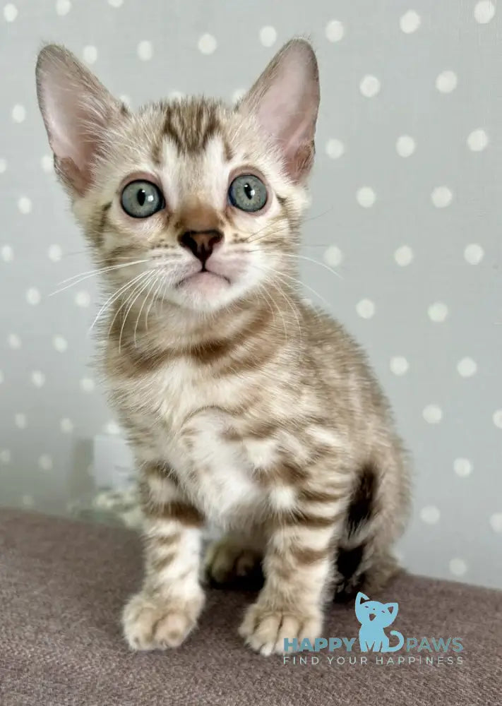 Ricky Bengal male black spotted tabby live animals
