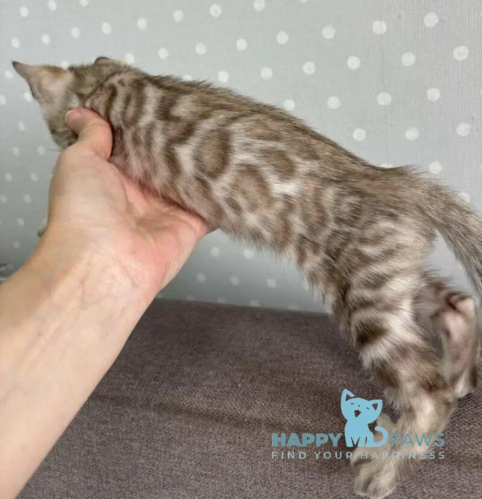 Ricky Bengal male black spotted tabby live animals