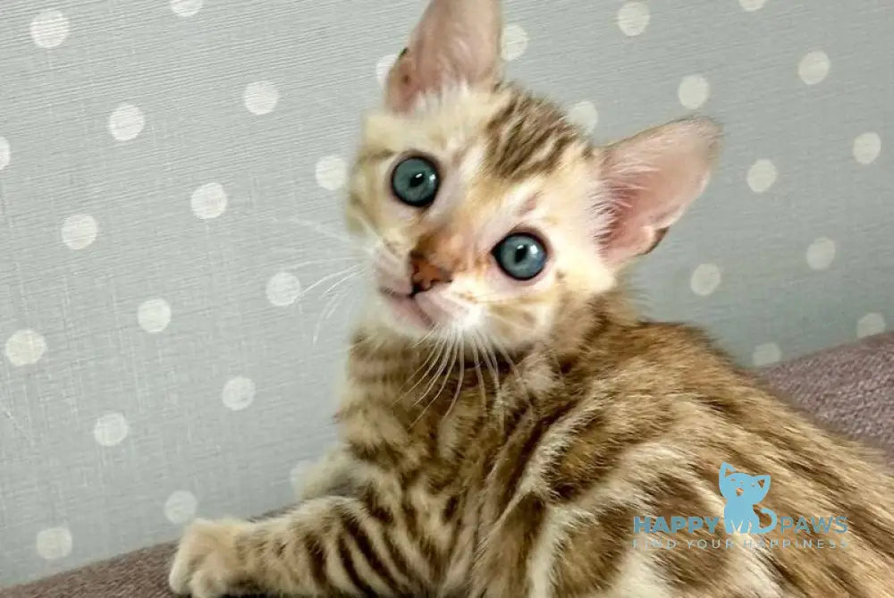 Ricky Bengal male black spotted tabby live animals