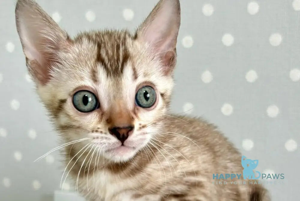 Ricky Bengal male black spotted tabby live animals