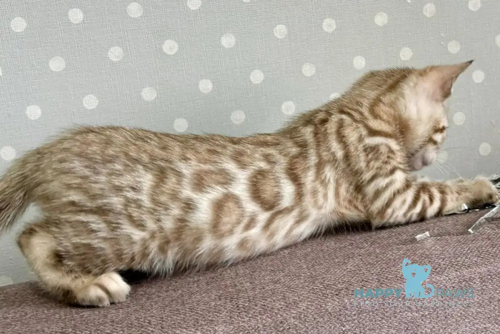 Ricky Bengal male black spotted tabby live animals