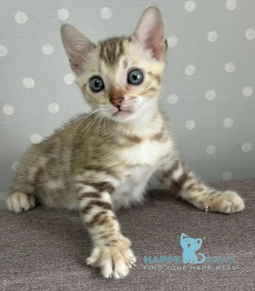 Ricky Bengal male black spotted tabby live animals