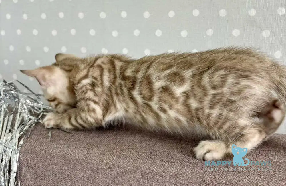 Ricky Bengal male black spotted tabby live animals