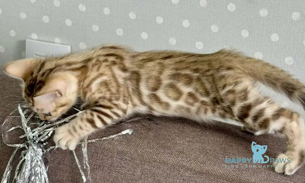 Ricky Bengal male black spotted tabby live animals