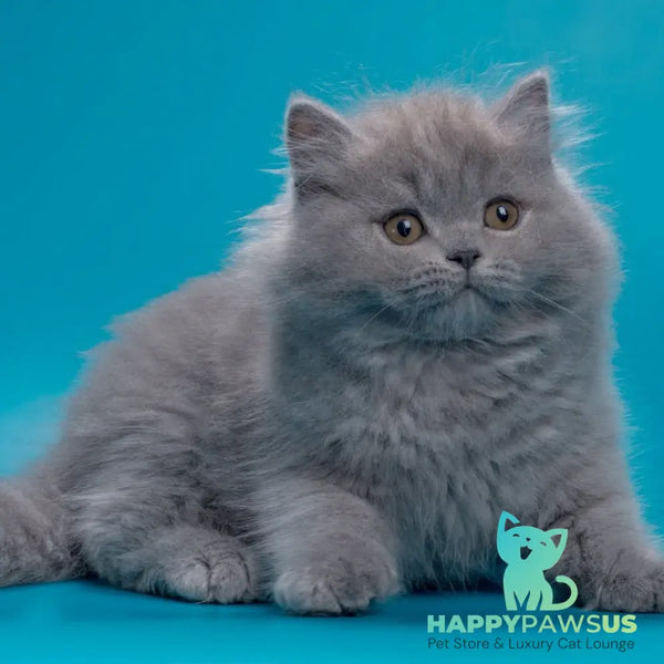 Ricky British Longhair male blue - live animals