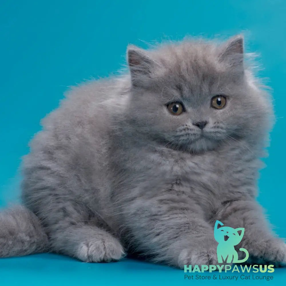 Ricky British Longhair male blue - live animals