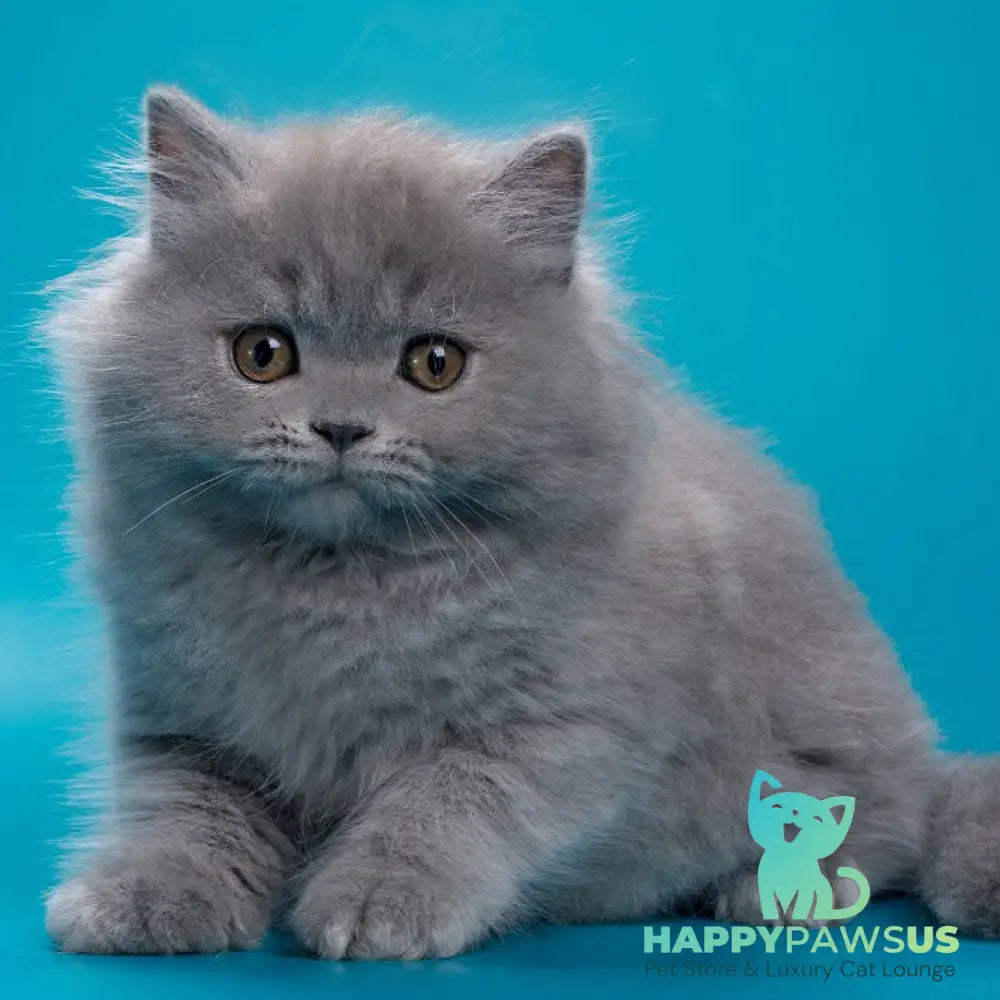 Ricky British Longhair male blue - live animals