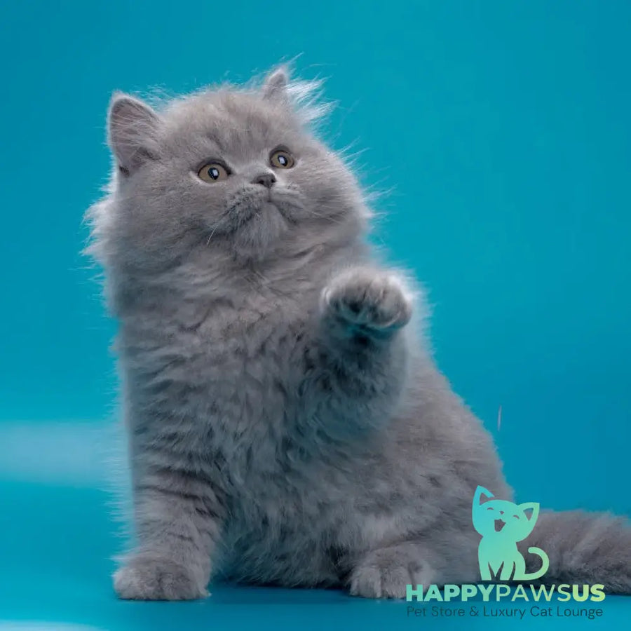 Ricky British Longhair male blue - live animals