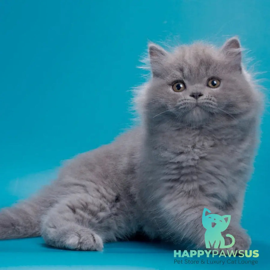 Ricky British Longhair male blue - live animals