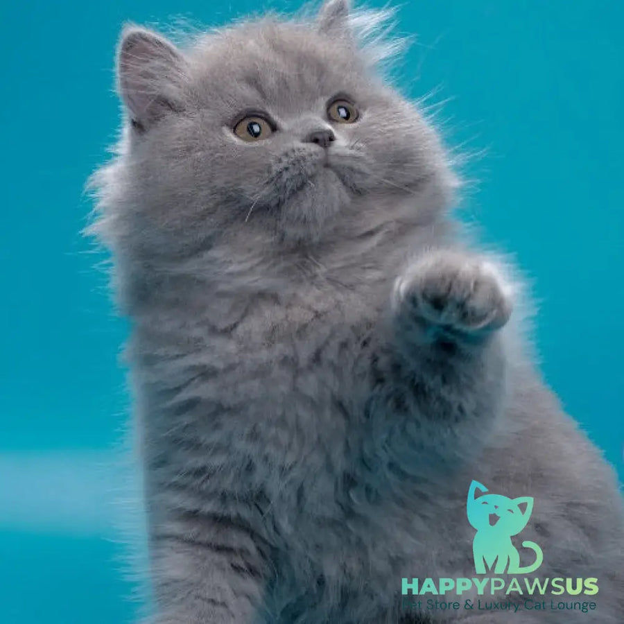Ricky British Longhair male blue - live animals