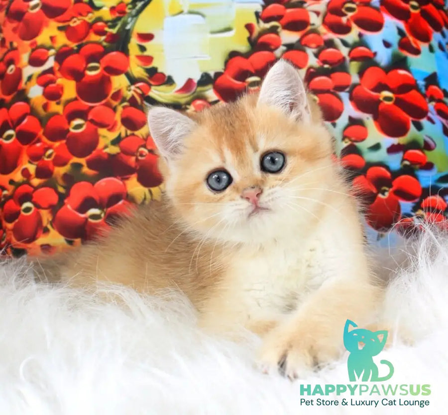 Ricky British Shorthair male black golden shaded - live animals