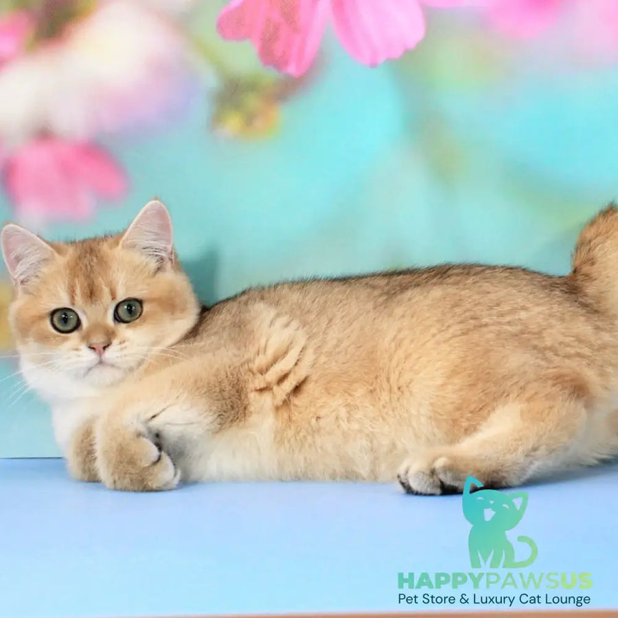 Ricky British Shorthair male black golden shaded - live animals
