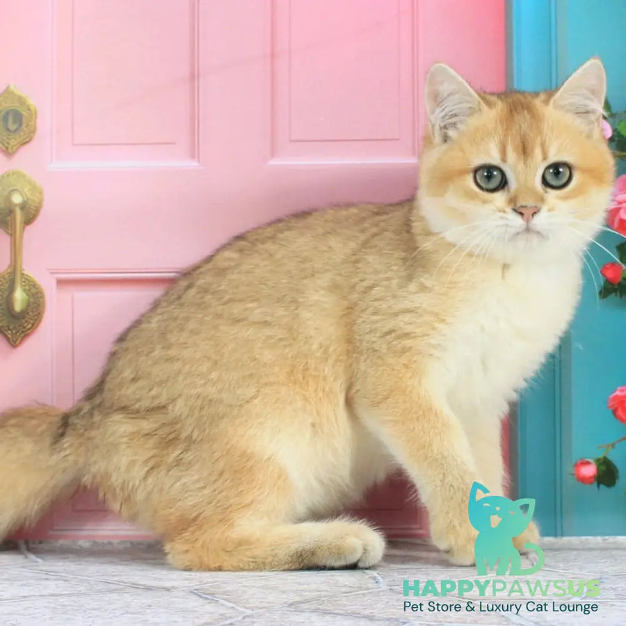 Ricky British Shorthair male black golden shaded - live animals